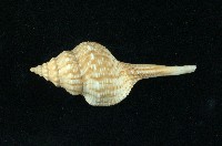 藏品(土豚拳螺)的圖片